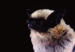 canyon bat copyright Merlin Tuttle