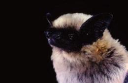 Canyon Bat image