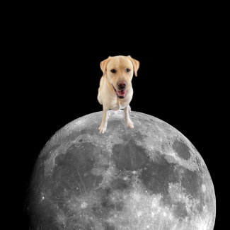 yellow lab sitting on a photo of the moon in space