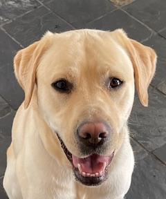 yellow lab sitting on a dark grey tile floor, smiling at the camera, pictured from the chest up